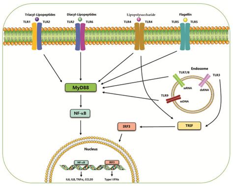 Ijms Free Full Text The Role Of Toll Like Receptors Tlrs Mediated