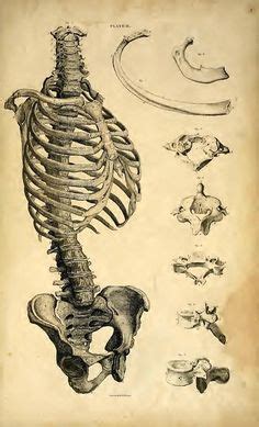 15 ideas de Caja toraxica arte de anatomía esqueleto humano anatomía