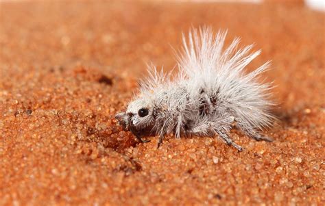 Fascinating Evolution of White Thistle-Down Velvet Ants – Which Are