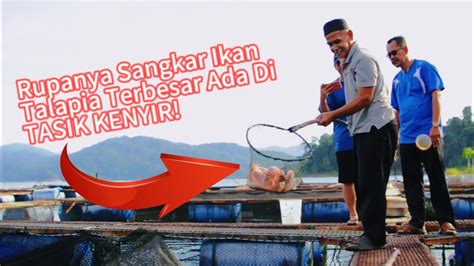 Rupanya Sangkar Ikan Talapia Terbesar Ada Di Tasik Kenyir Youtube