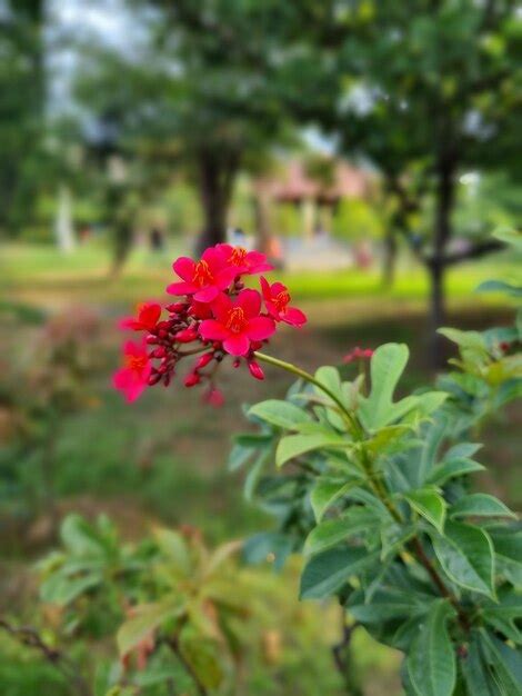 Una Flor Roja Con Hojas Verdes Y Flores Rojas Foto Premium