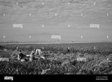 Harvesting rice, monochrome photo of several women harvesting rice in the morning in the ...