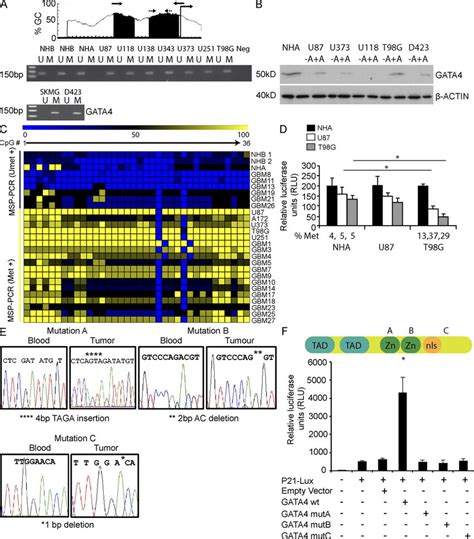 Promoter Methylation And Mutations Result In Loss Of GATA4 Expression