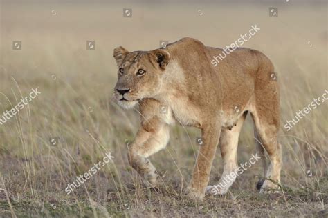 Lioness Panthera Leo Submissively Approaching Male Editorial Stock