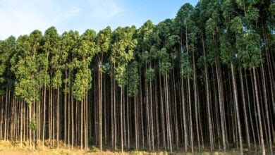 Setor Florestal Deve Se Manter Em Alta Em 2022