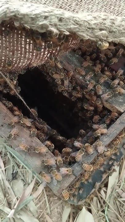 Bee Honey Farming 🐝 Subscribe More Videos Honey Shorts Viral Youtube