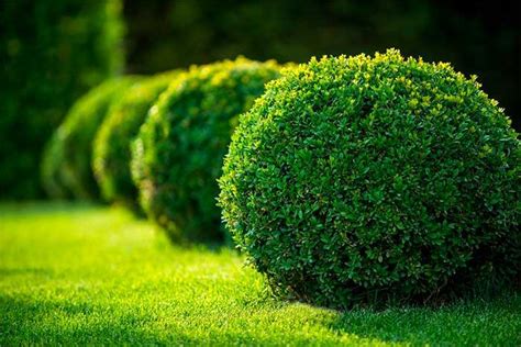 How to Care for Evergreen Shrubs - PlantingTree