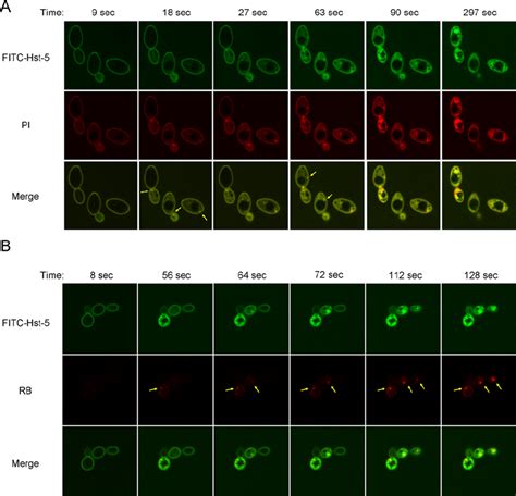 Hst Causes A Single Perturbation On The Cell Surface Of C Albicans