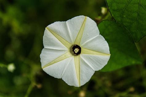 Moonflower Flower: Meaning, Symbolism, and Colors | Pansy Maiden