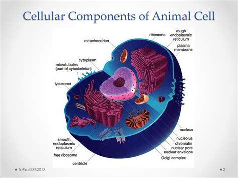 Ppt Chapter 2 Cell Structure And Cell Organisation Powerpoint