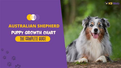 Australian Shepherd Growth Chart (Standard & Mini Aussie) – The ...