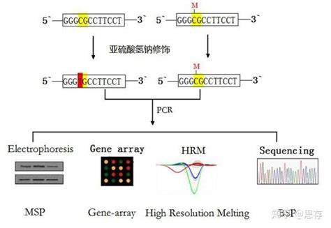3种强大的dna甲基化检测技术 知乎