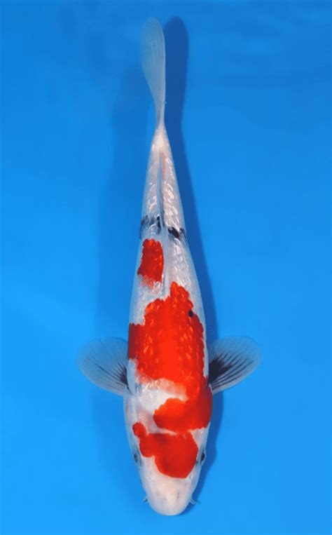 10 Most Expensive Types Of Koi Fish In The World