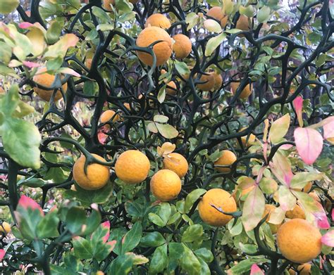 Hardy Orange Tending The Flying Dragon Tree Grit