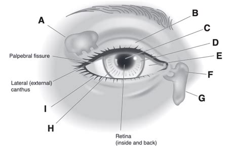 Solved B A C D E Palpebral fissure F Lateral (external) | Chegg.com