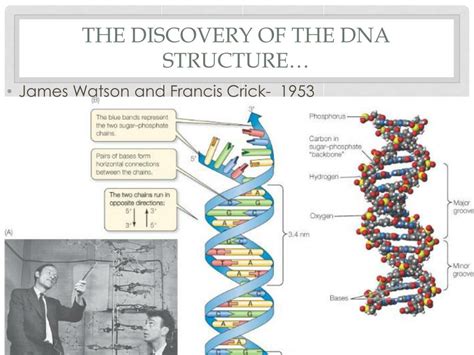 Dna Discovery And Structure Genetics Powerpoint And Handouts Engage