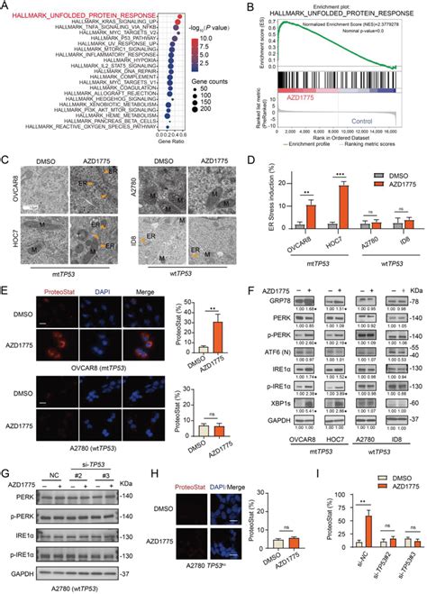 AZD1775 Triggers UPR In MtTP53 Ovarian Cancer Cells A Hallmark