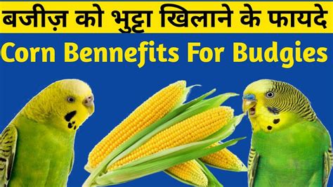 Benefits Of Corn For Budgies Budgies Parrot Mein Bhutte Ke Fayde