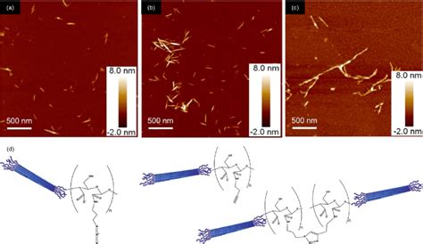 Afm Images Of Hairy Cellulose Nanocrystals Hcncs A B And