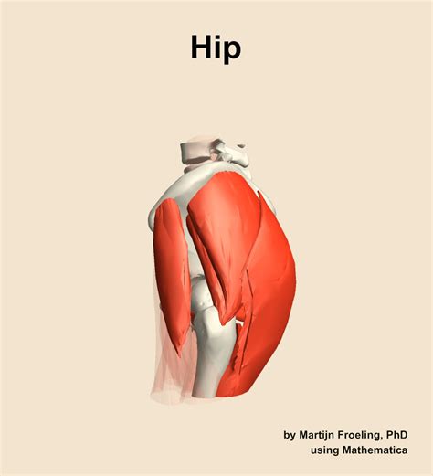 Muscles Of The Hip