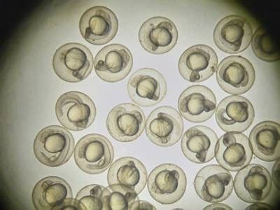 LABTips: Zebrafish Breeding and Embryo Handling | Labcompare.com