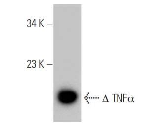 Tnf Alpha Antibody E Scbt Santa Cruz Biotechnology