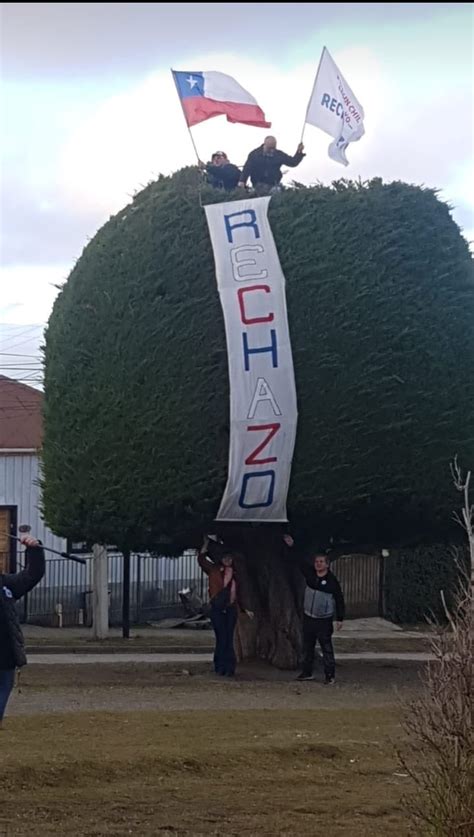 Vecinos Se Suben A Ic Nico Rbol De Boric Con Carteles Del Rechazo R