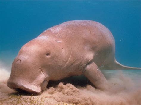 Dugong Japan Reef Japan Animal Species Sea Cow