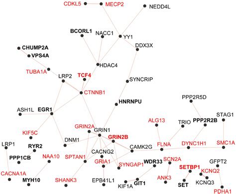 Physical Protein Protein Interaction Network Generated By Genemania