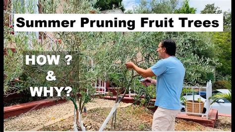 How To And Why To Summer Prune Fruit Trees Dos And Donts Youtube