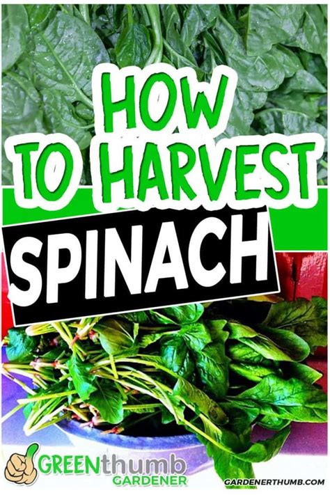 Simple Keys On How To Harvest Spinach Pick At The Right Time How To