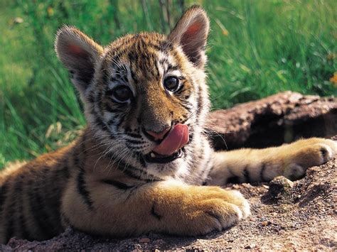 Baby Tiger - Images Animal