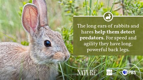 Rabbit Fact Sheet Blog Nature Pbs