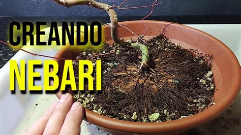 C Mo Crear Nebari En Un Acer Palmatum Desde Cero Bonsai Youtube