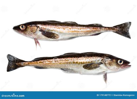 Freshly Caught Alaska Pollock Fish Stock Photo Image Of Walleye