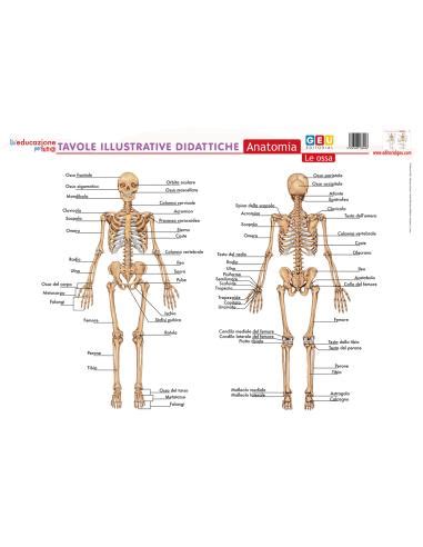 Tavole Illustrative Didattiche Anatomia Le Ossa