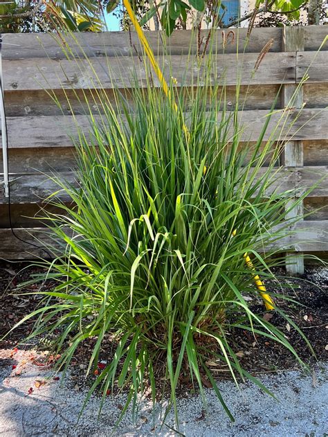 Muhly Grass — Florida Native Plants Nursery And Landscaping