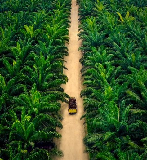 Oil Palm Plantation & Mill - Teladan Prima Agro