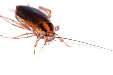 5 Signs You Should Call Pest Control For Roaches