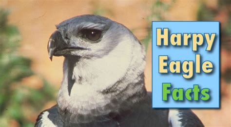 Harpy Eagle Facts, Information & Pictures From Active Wild