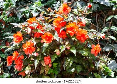 Tuberous Begonias Flower Blooming Garden Stock Photo 1962163174 ...