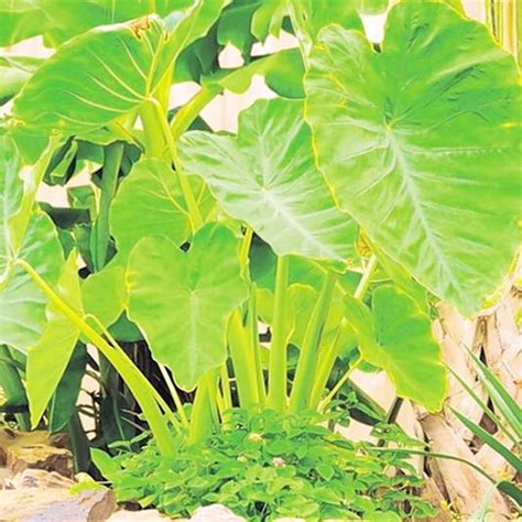 Elephant Ear Bulbs For Plantinglive Colocasia Esculenta Elephant Ear