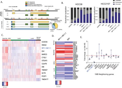 Lncrna Rp11 19e11 Is An E2f1 Target Required For Proliferation And