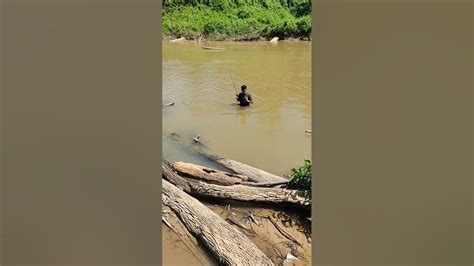 raja kaloi umpan daun sinai youtube