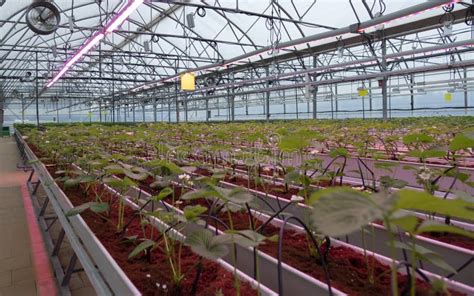 Growing Strawberries In Greenhouses A Modern Greenhouse For The