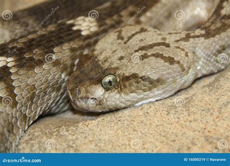 Rattlesnake stock image. Image of stare, animal, close - 16000219