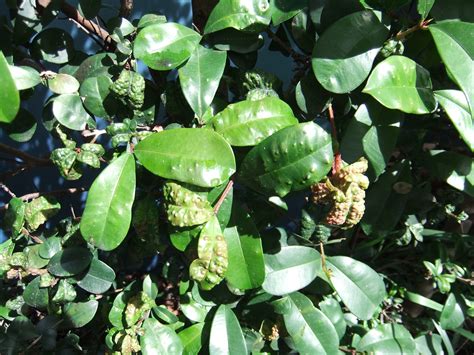 Psyllids - Amgrow Home Garden