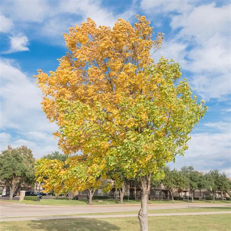 Ulmus Crassifolia Cedar Elm Native Forest