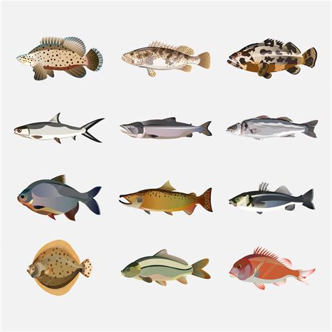 Premium Vector Tropical Fish Collection Isolated