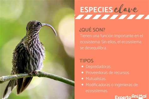 La importancia de las especies clave en la ecología